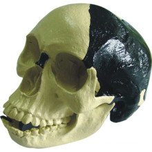 Modelo Anatômico Médico Bill Toledo Skull Humano